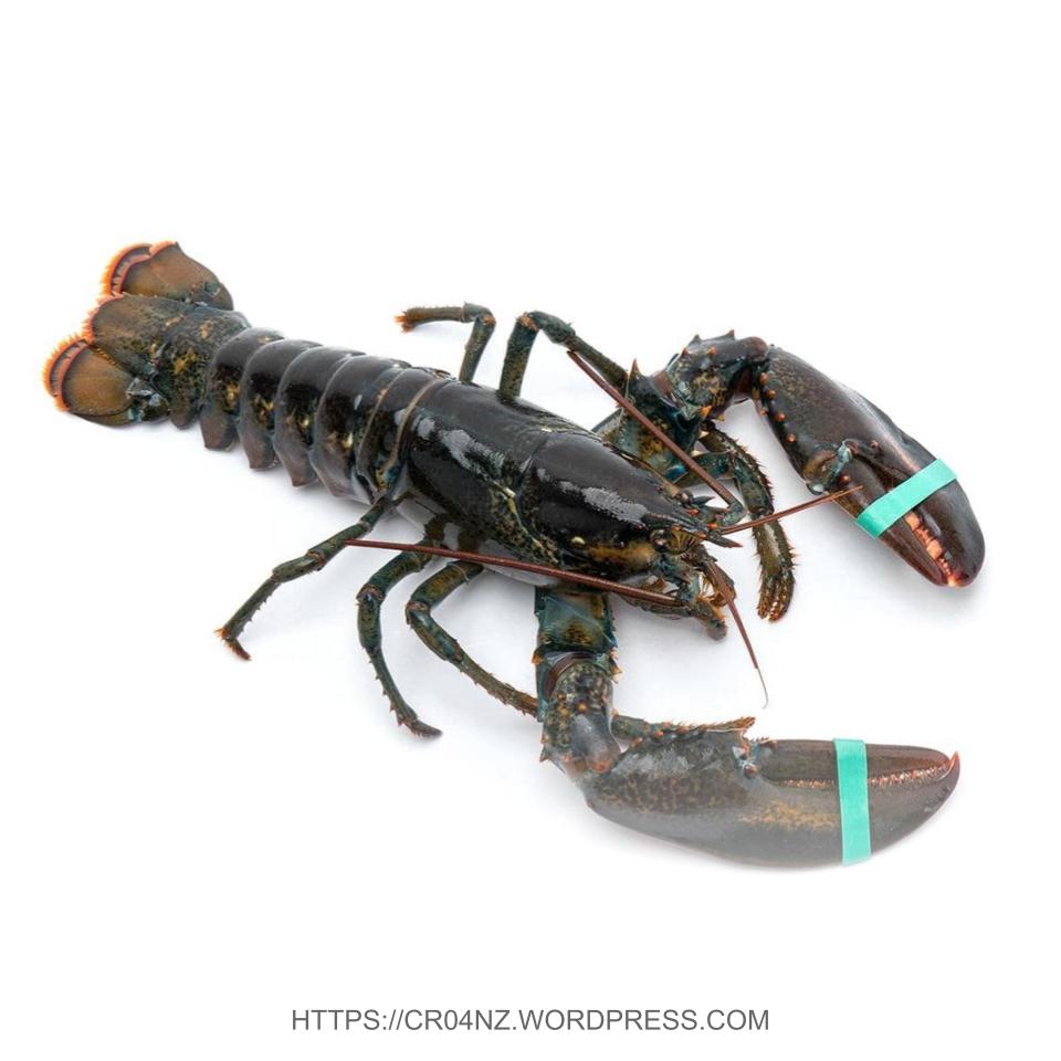 Live Lobster –&nbsp;Canada