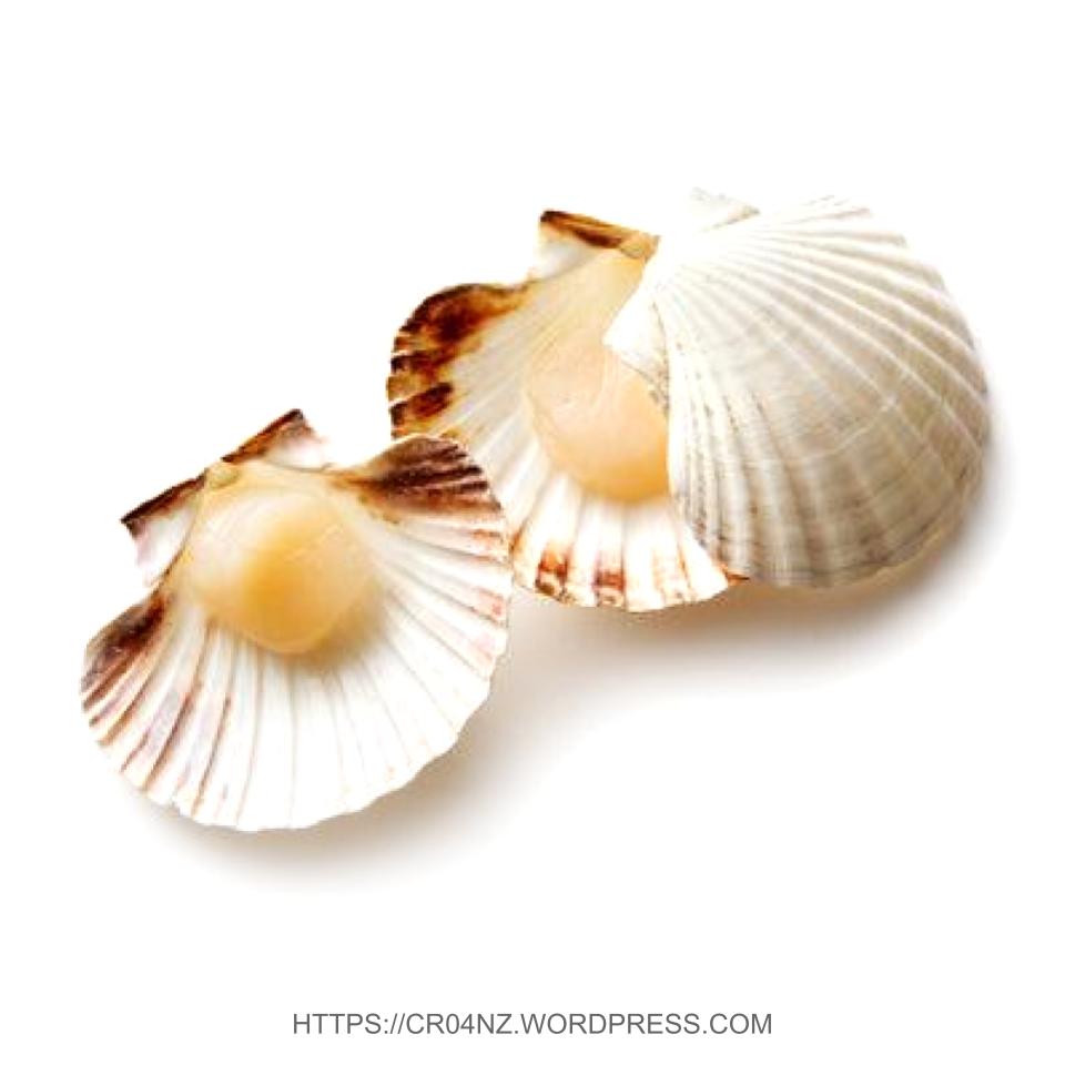 Fresh Scallop