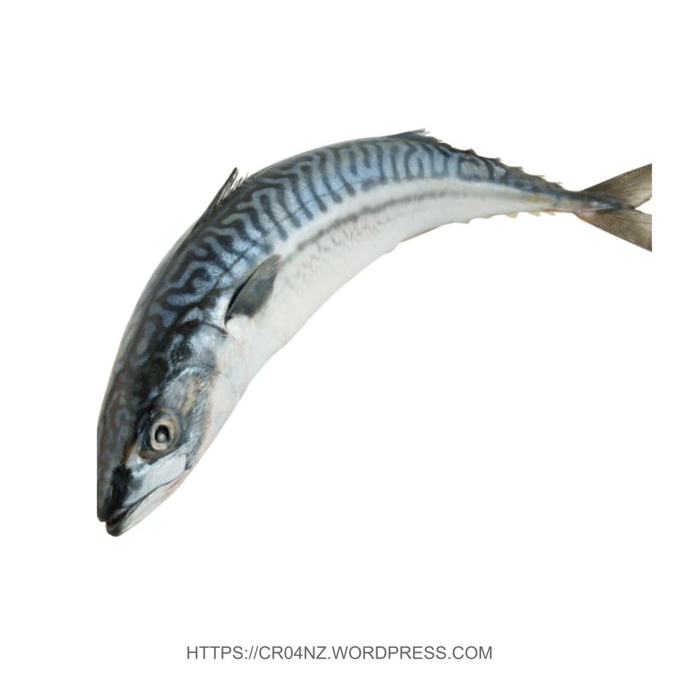 Fresh Mackerel