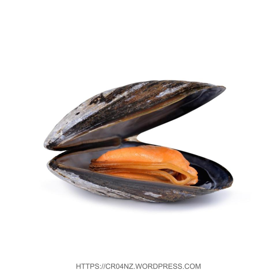 Fresh Mussel