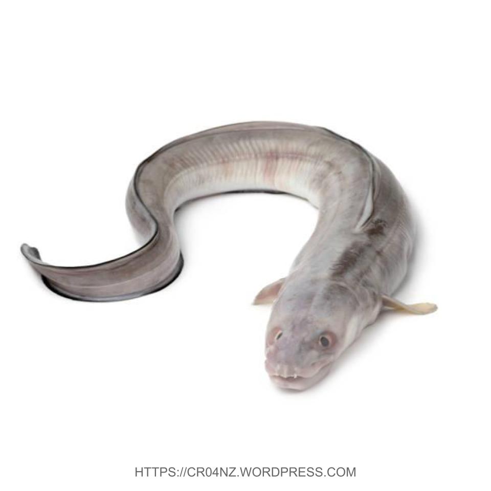 Fresh Conger Eel