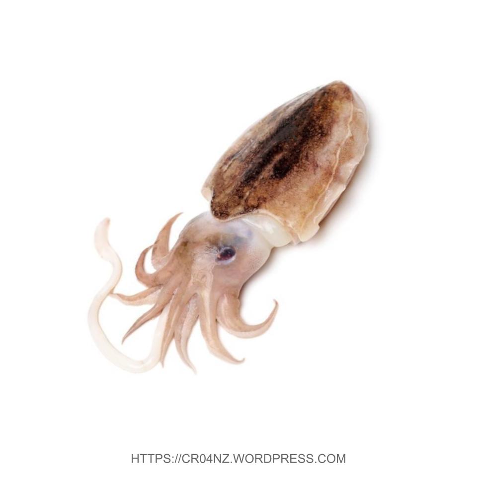 Fresh Cuttlefish